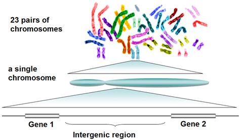 69 The Human Genome Biology Libretexts