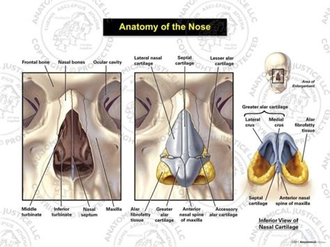 Anatomy of the Nose