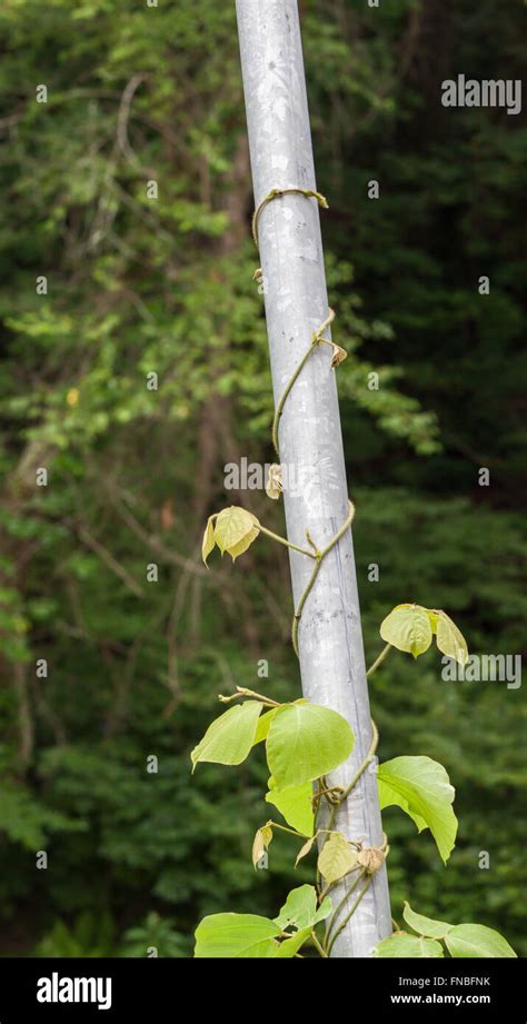 Georgia Kudzu Vine Stock Photo Alamy