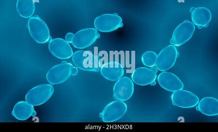 La levadura Saccharomyces cerevisiae ilustración Fotografía de stock