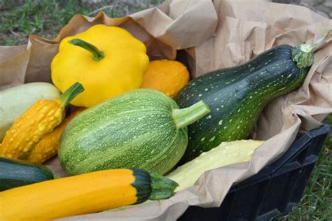 Growing The Popular Japanese Kabocha Squash Gardeneco