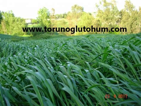 Ryegrass Otu Tohumu Teff Grass