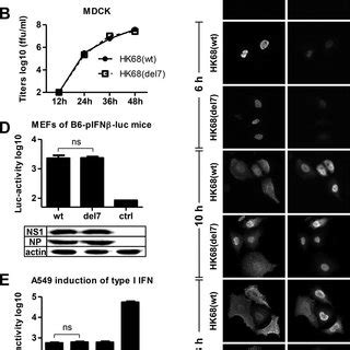 Ifn Inducing Capacity And Growth Of Wild Type And Mutant Hk In Vivo