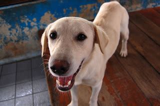 MissionHELP @ SPCA: Pound Dogs for Adoption