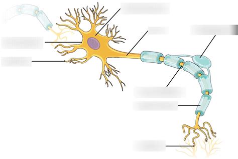 Parts Of A Neuron Diagram Quizlet