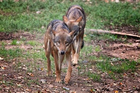 Wolves Eating Deer Stock Photos - Free & Royalty-Free Stock Photos from ...