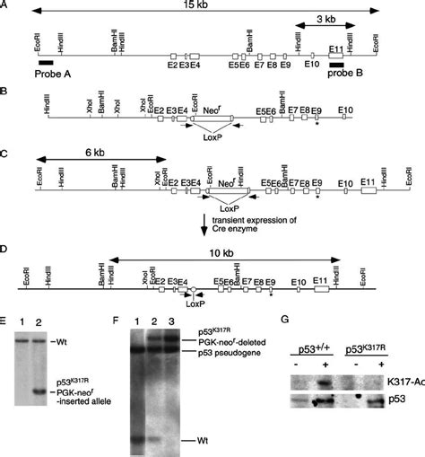 Construction of p53 K317R mice. (A) The endogenous mouse p53 locus ...