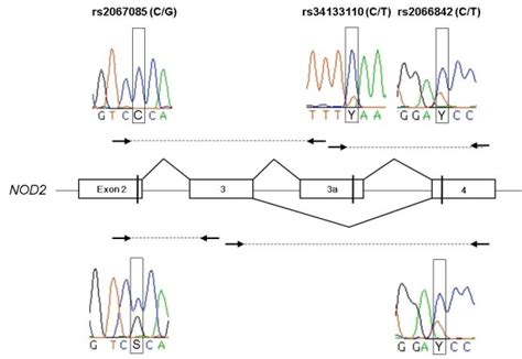 Predominant Inclusion Of Nod2 Exon 3a From The Rs2067085 C Allele And