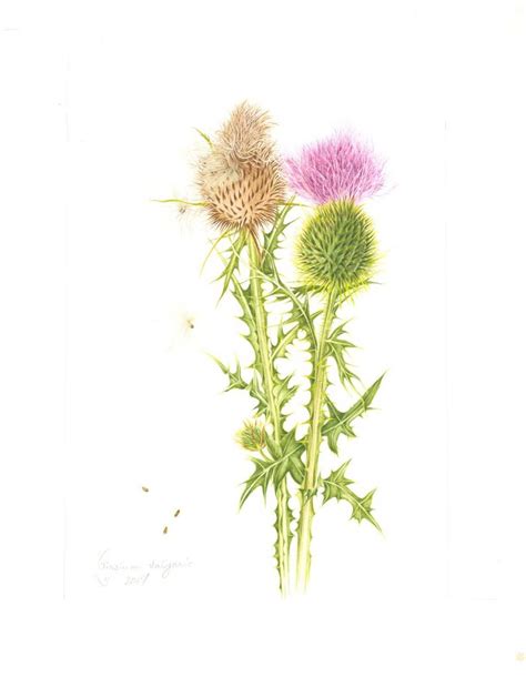 Cirsium vulgare | botanix