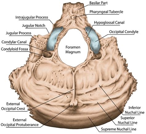 Posterior Part Of Norma Basalis