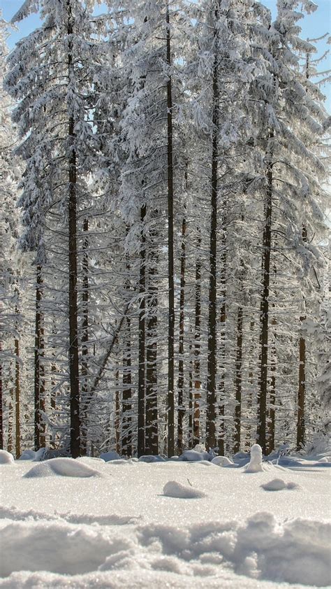 O Nie One Drzewa W G Bokim Niegu Tapeta Na Telefon