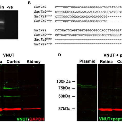 Two Native Isoforms Of Slc17a9 VNUT Are Expressed In The Mouse Retina