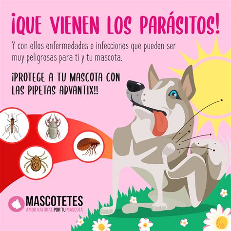 Los Caros Del O Do En Perros Son Contagiosos Para Otros Perros