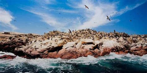 Full Day Paracas Ballestas Islands City Tour Ica Tubular Getyourguide