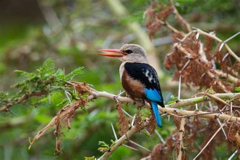 Arusha National Park – GoBingoSafari