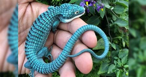 15 Unique Species Youve Probably Never Seen Before Pet Dragon