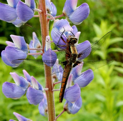 Solve How To Tell The Difference Between A Dragonfly And A Damselfly