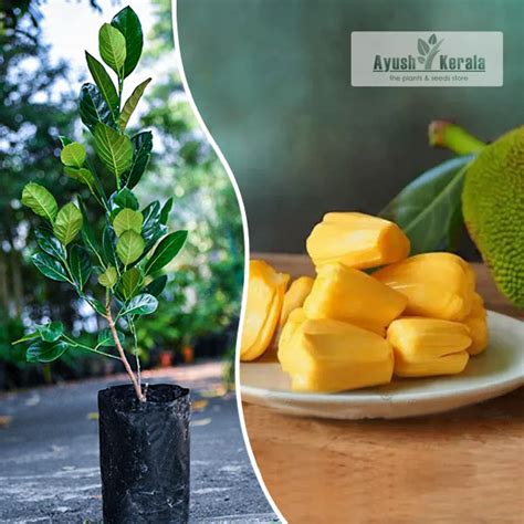 Jack Fruit Tree In Kerala