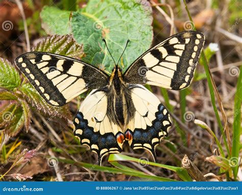 Borboleta Amarela Comum Do Swallowtail Gorganus Do Machaon De Papilio