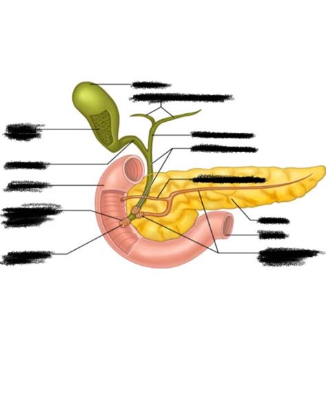 Pancreas Diagram Quizlet