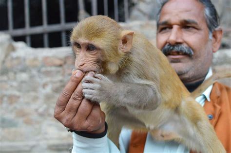 Monkey Temple India - Galtaji, Jaipur | Monkey Temple India - JaipurVijay India Tours