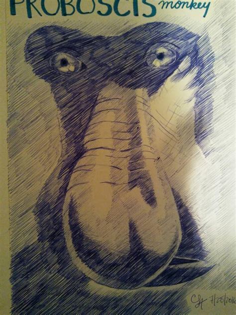 PROBOSCIS MONKEY by chrislt83 on DeviantArt