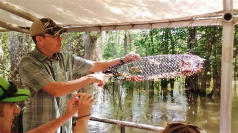 Wildlife in Louisiana: Exploring Honey Island on a Swamp Tour • Globonaut