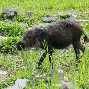 Bornean Bearded Pig - Facts, Diet, Habitat & Pictures on Animalia.bio