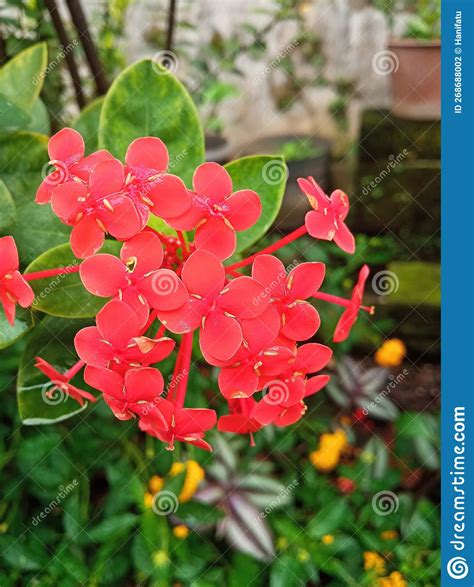 Flower Ixora Chinensis Stock Photo Image Of Garden 268688002