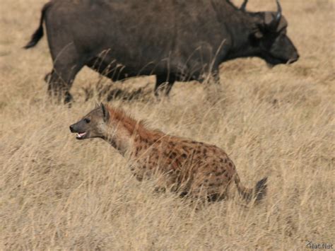 hyena hunt wildebeest, hyenas : Story of Africa