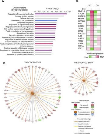 CDCP1 Promotes Compensatory Renal Growth By Integrating Src And Met