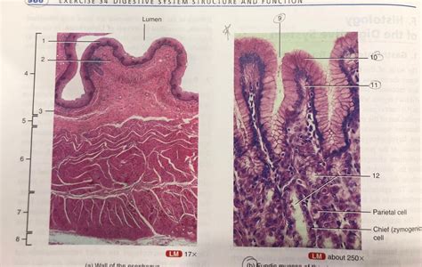 Histology Of Digestive Organs Diagram Quizlet