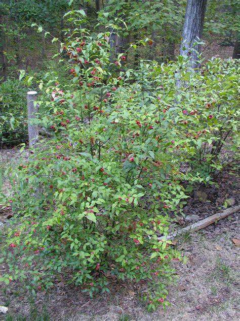 Euonymus americanus - Rachel's Native Plants