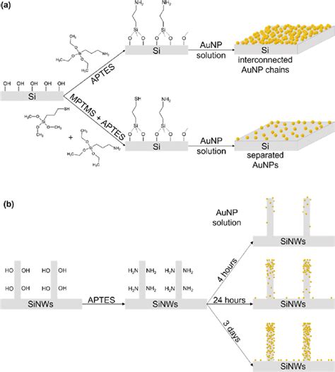 Schematic Overview Of The Aunp Monolayer Formation On Flat Si And Download Scientific Diagram