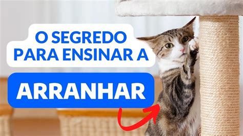 COMO ENSINAR O GATO A USAR O ARRANHADOR DICAS PARA O GATO PARAR DE