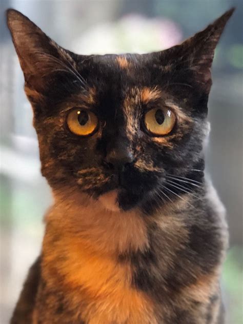 Tortoiseshell Cats Rock Such A Cutie 可愛い猫 可愛い犬 ペット