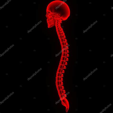 Human Skull With Spinal Cord Stock Photo Magicmine 93920660