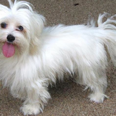 Maltese and Yorkie Mix: Unveiling the Best of Two Breeds