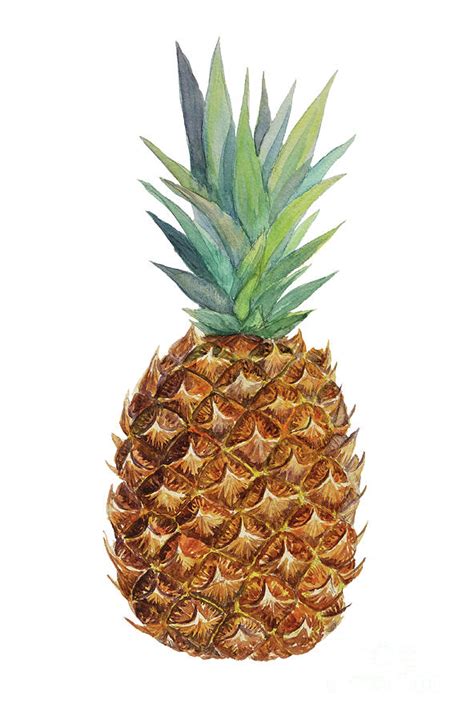 Watercolor Pineapple Painting By Elvira Ruban