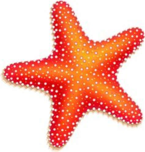 Download High Quality starfish clipart realistic Transparent PNG Images ...