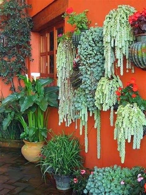 Many Different Types Of Plants Are Hanging On The Wall In Front Of An