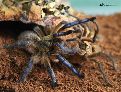 Harpactira Pulchripes 15cm Golden Blue Leg Baboon