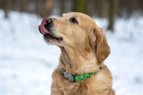 All about golden retriever and russian spaniel breed mix • Animal World