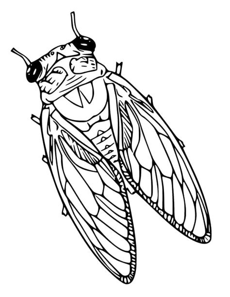 Desenhos De Cigarra Realista Para Colorir E Imprimir Colorironline