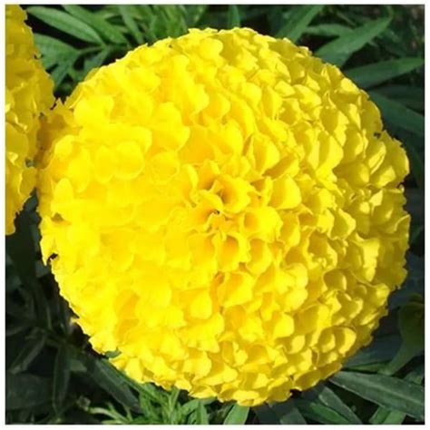 hat giong hoa van tho thai loai hoa mang  nghia truong ton