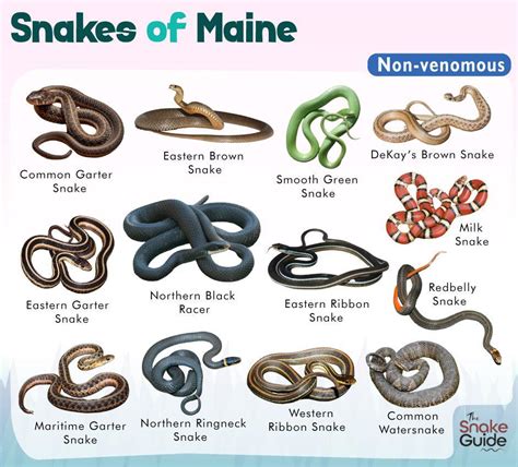 List of Common Venomous and Non-venomous Snakes in Maine with Pictures