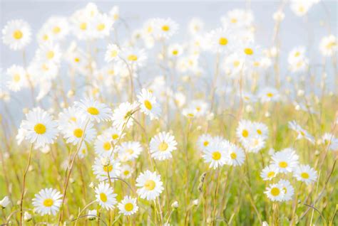 Sunlight Flowers Nature Grass Sky Plants Field Branch Yellow