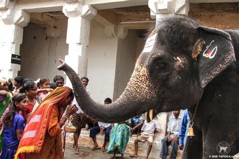 Virupaksha Temple