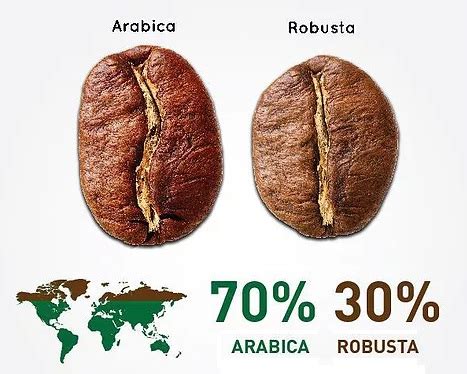 Cu Les Son Las Diferencias Entre Los Caf S Ar Bica Y Robusta Ver