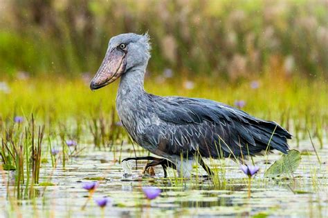 Day Mabamba Swamp Shoebill Tour In Uganda